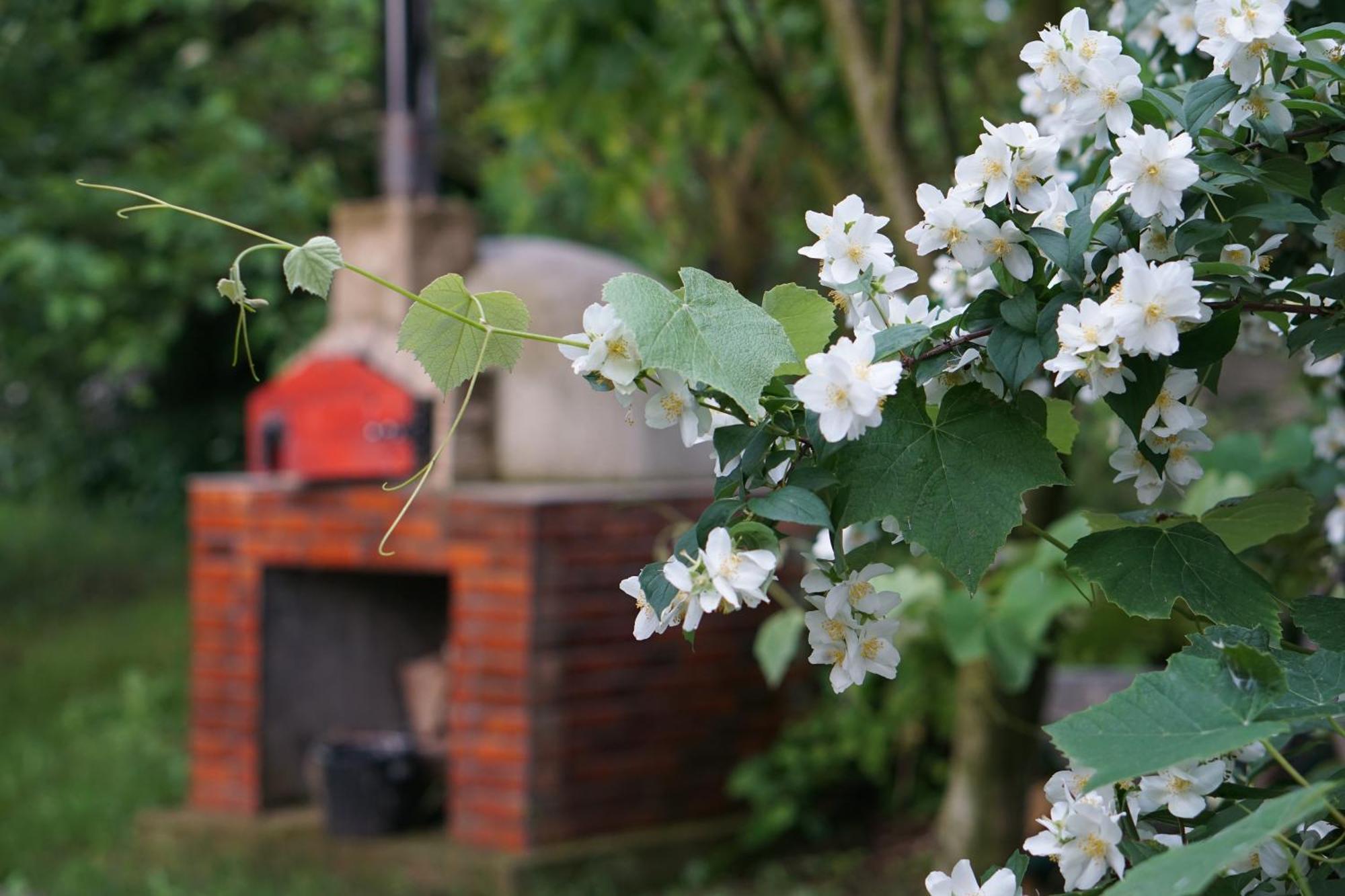 Villa Hanna'S Garden - Mintia Ngoại thất bức ảnh